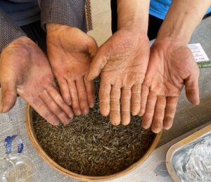 2 people showing their calloused palms from years of making tea by hand.
