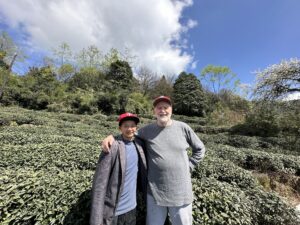 Two men standing among rows of green tea bushes