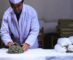 a man kneading yellow tea buds