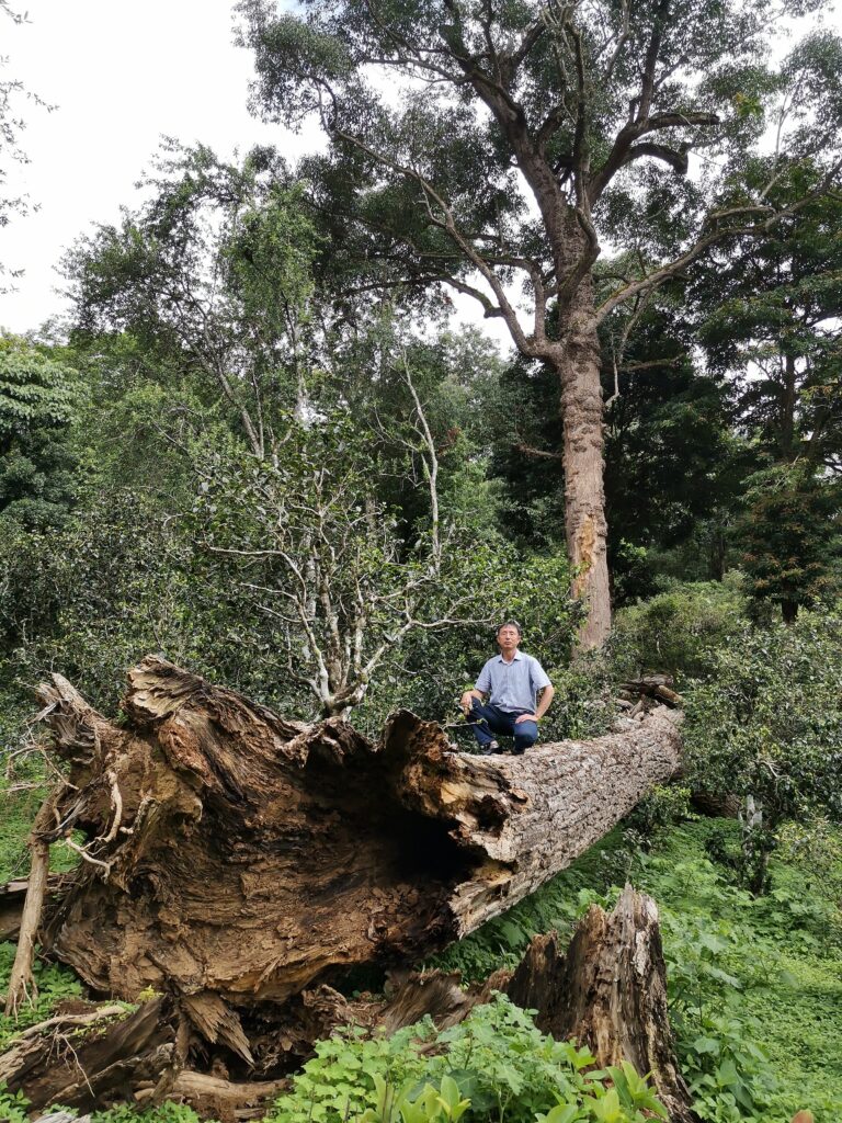 a man sitting on a massive tea trunk that has fallen over.